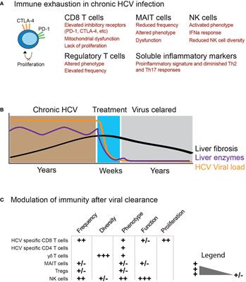 Reversal of Immunity After Clearance of Chronic HCV Infection—All Reset?